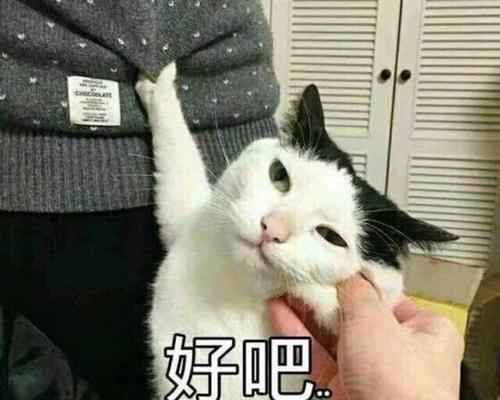 训练幼猫游泳的技巧和方法（培养幼猫游泳能力的关键方法及注意事项）